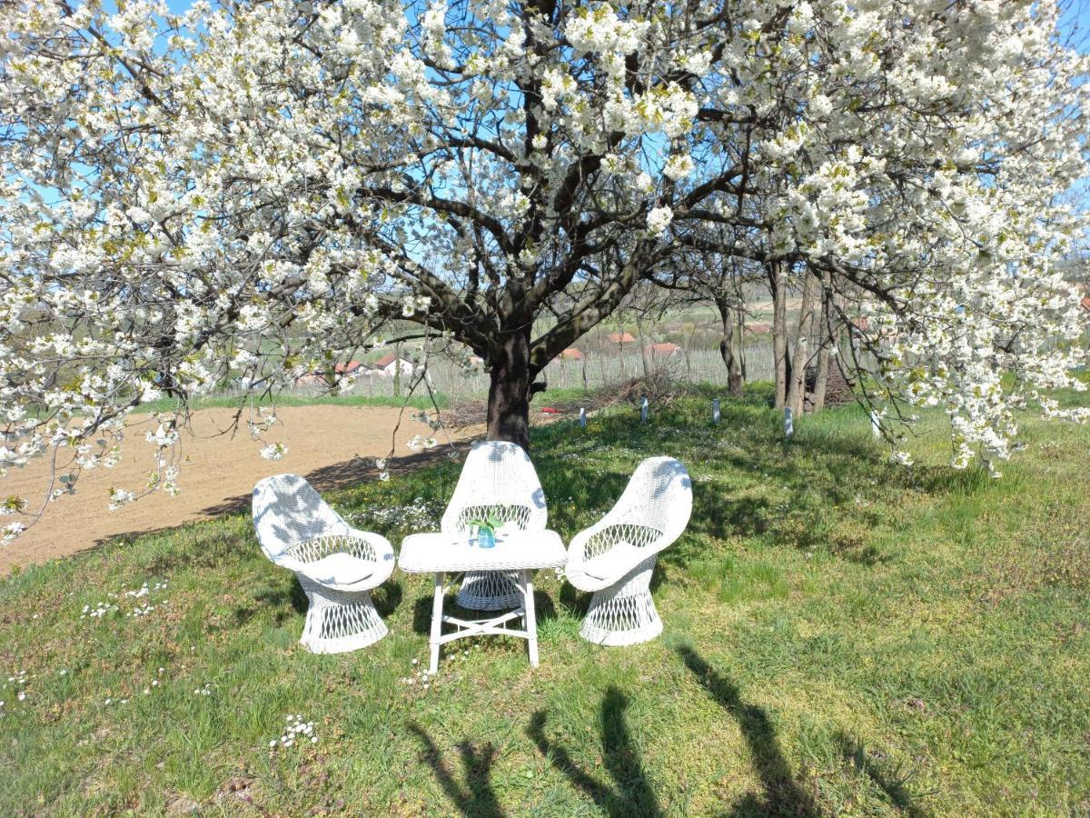 Honey Hill Apartment Fruska Gora Cserög Kültér fotó