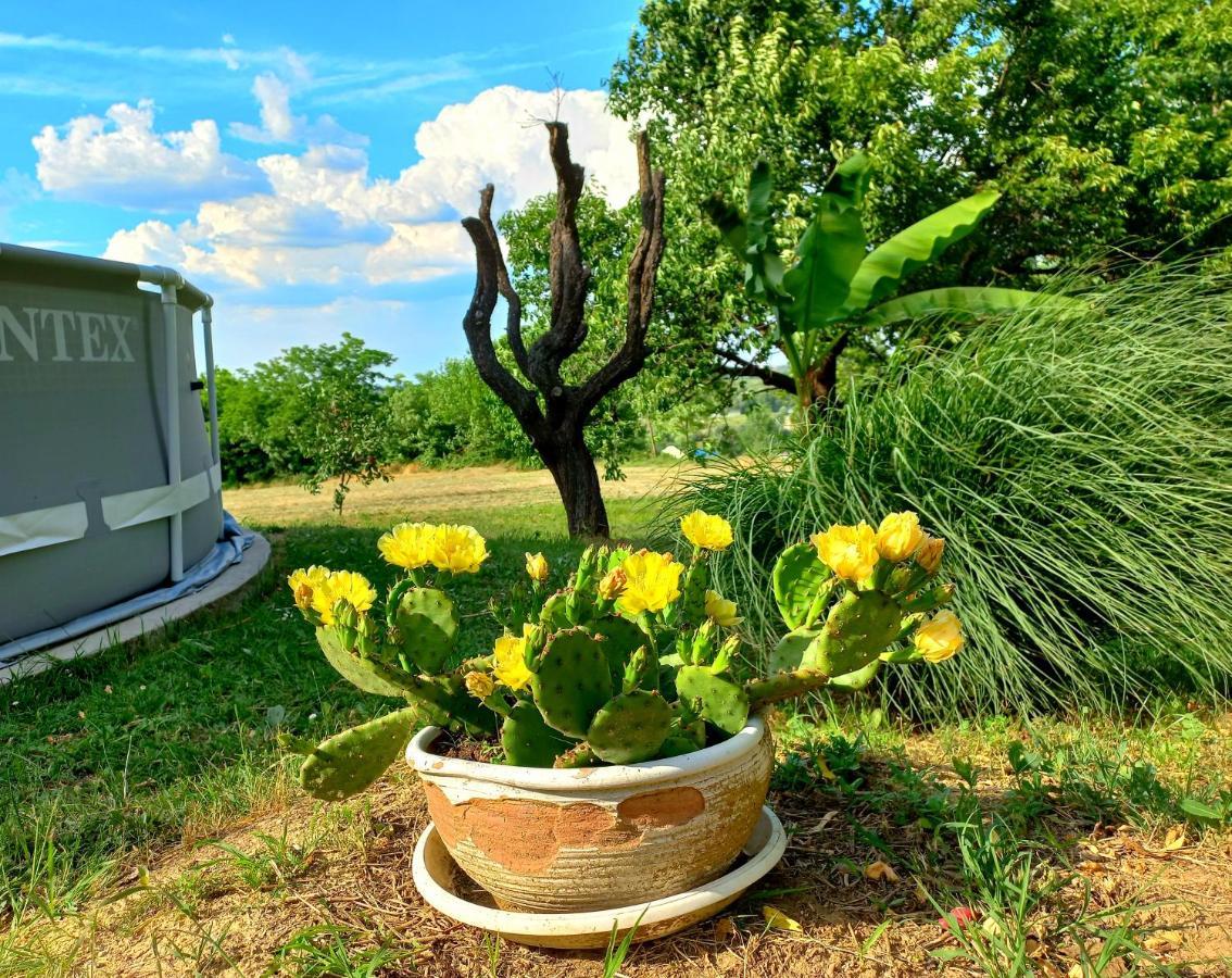 Honey Hill Apartment Fruska Gora Cserög Kültér fotó